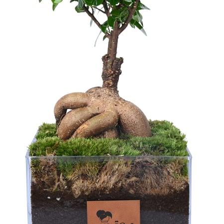 هدية نبتة وشوكولاتة هدايا للشركات هدايا التخرج هدايا ميلاد وتوزيعات