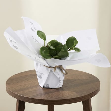 ببروميا مغلفة