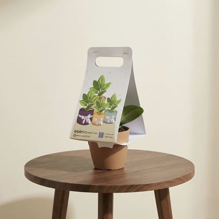 ببروميا توزيعة أنيقة