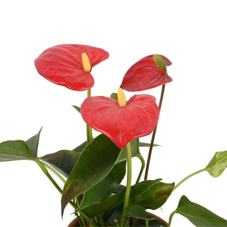 نبتة أنثوريوم حمراء داخل شنطة هدايا من بوتس