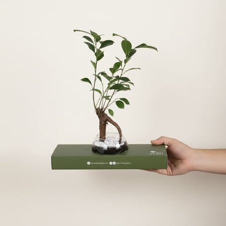 توزيعات البونساي