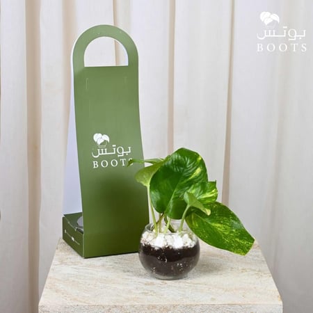 نبتة بوتس في فازة زجاجية داخل شنطة هدايا