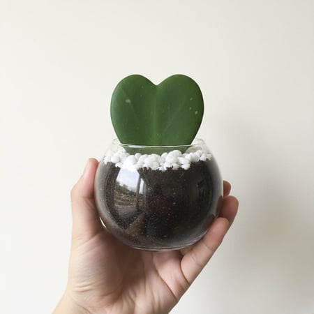 توزيعات القلب