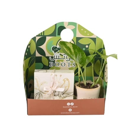 بوكس نبتة خضراء مع شوكولاتة مغلفة بشريط وردي فاخر