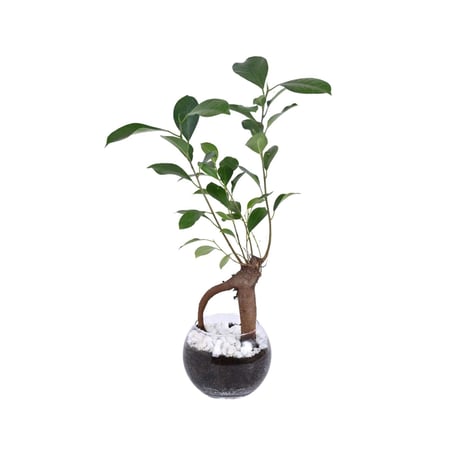 توزيعات البونساي