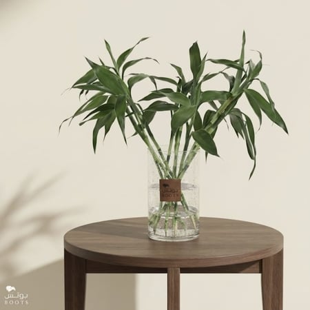 جمال البامبو