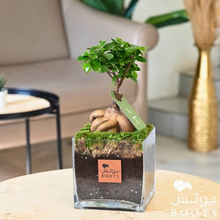 نبتة فيكس ميكروكاربا الطبيعية في فازة زجاجية