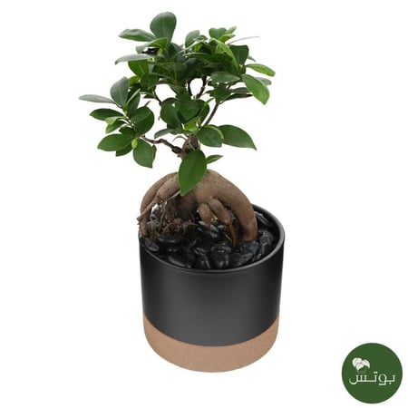 نبتة بونساي صغيرة في وعاء سيراميك مع أحجار بيضاء