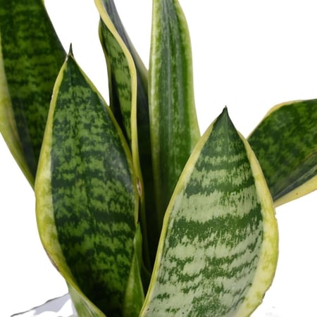 سانسيفيريا في وعاء زجاجي مع حصى أبيض