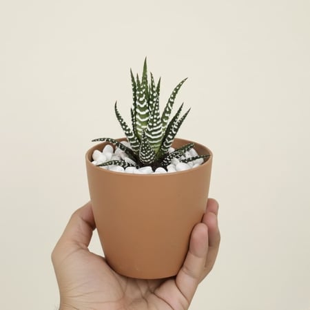 زينة المكتب