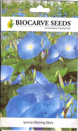 بذور زهرة الصباح