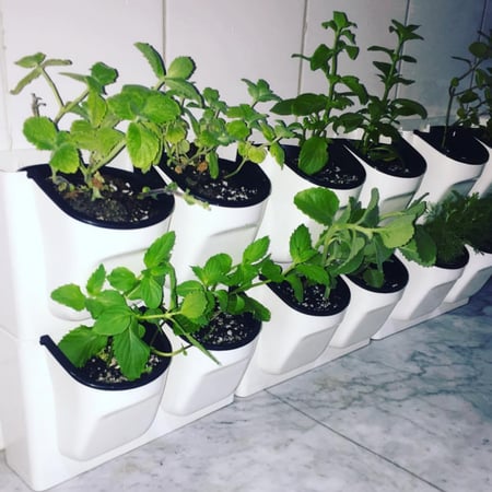 جداري جهة واحدة 2 شتلة