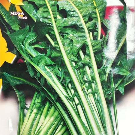 بذور هندباء