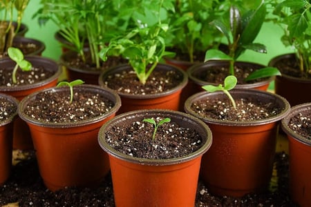 مراكن تشتيل 14 سم