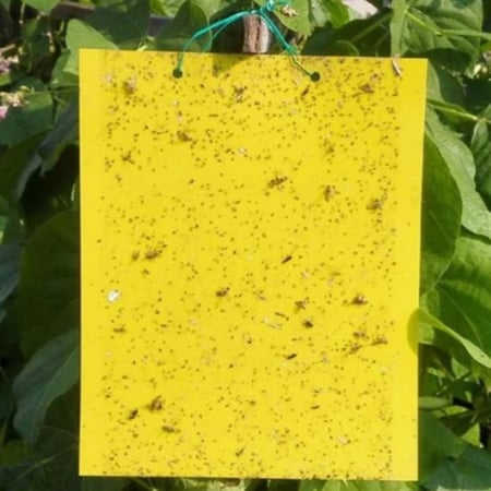 لاصق صائد الحشرات