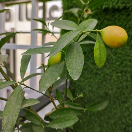 نظام زراعة الاشجار مع قاعدة | حوض 50 لتر