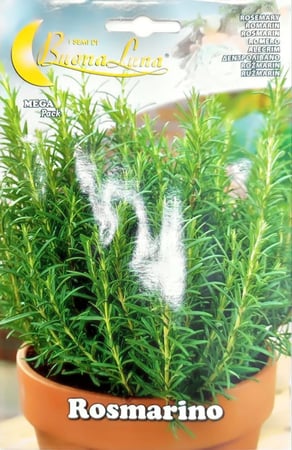 بذور اكليل الجبل