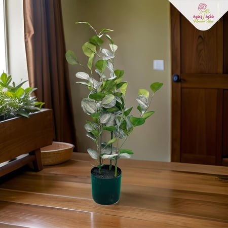 شجرة الاكليبتوس