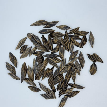 عود الهيبة – كمبودي تايقر محسن الصغير