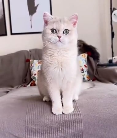 انثى بريتش Ay12 مسجله عمر سنه ونص