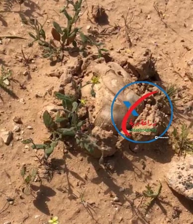 نبات الجريد