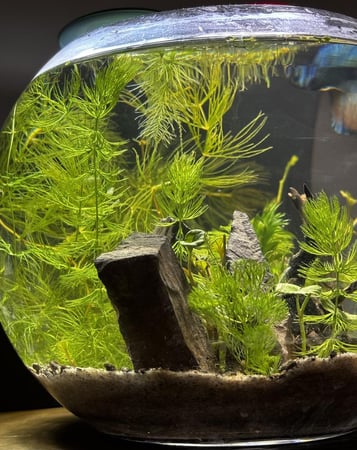 حوض سمك دائري كبير مزروع سعة 6 لتر | بيئة مغلقة |