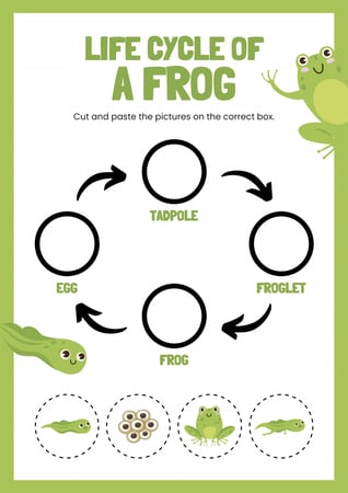 Life cycle of animals