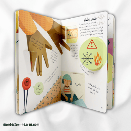 اكتشف جسم الإنسان مع طيات