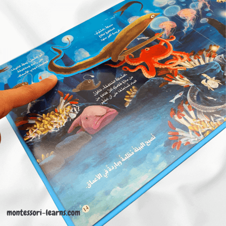 مملكة الحيوان ( المحيط)