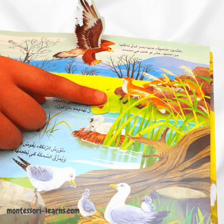 مملكة الحيوان (البرِّيَّة)