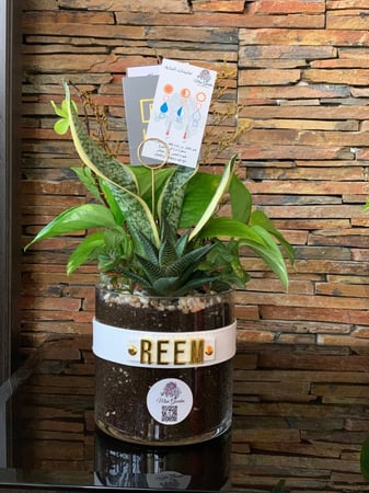 فازه مع نبته "الرياض فقط"