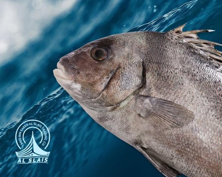 شخل وسط ( بلدي )