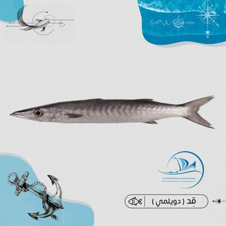 قِد ( بلدي )