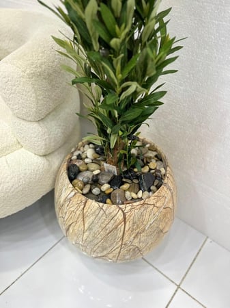 شجر مركن سراميك