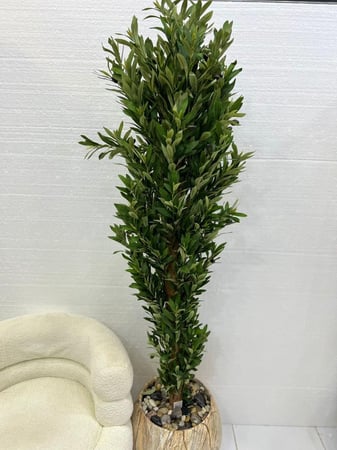 شجر مركن سراميك