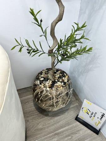 شجرة مركن سراميك زيتونه