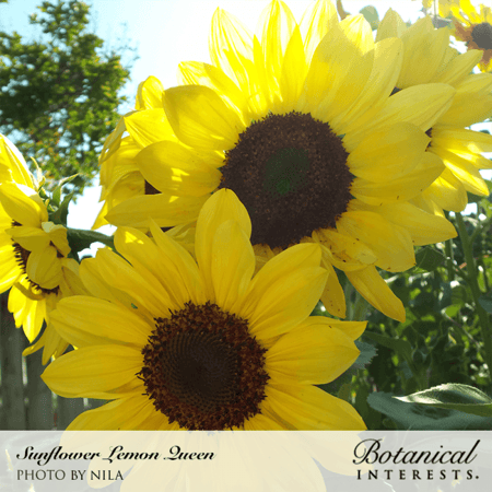 بذور دوار الشمس ملكة الليمون - Lemon Queen Sunflower Seeds