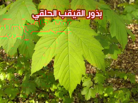 بذور القيقب الحلقي