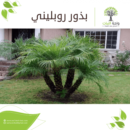 بذور روبليني