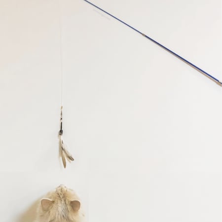 ريش طبيعي لألعاب القطط