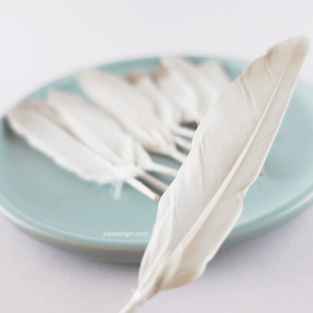 ريش طبيعي لألعاب القطط