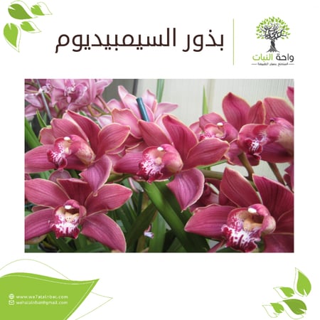 بذور السيمبيديوم