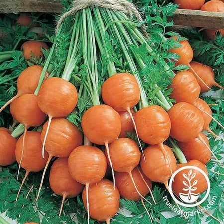 جزر دائري  Carrot Seeds - Parisian ( 2 جرام )
