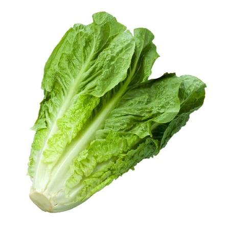 خس عادي طازج 1 كيلو