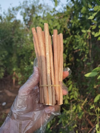 100 مسواك ابو حنش