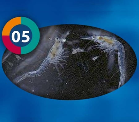 مايسس - Frozen Mysis