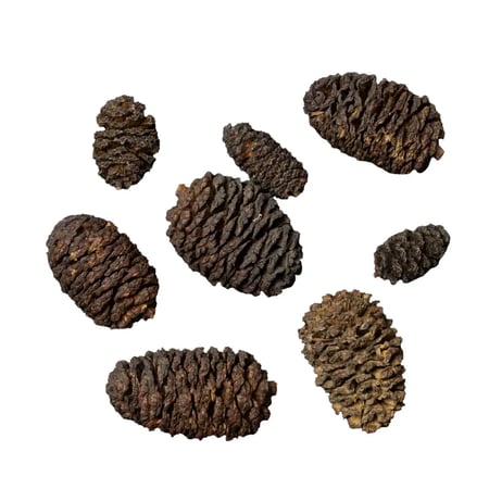 مخاريط الألدر السوداء الطبيعية - Dennerle Black Cones