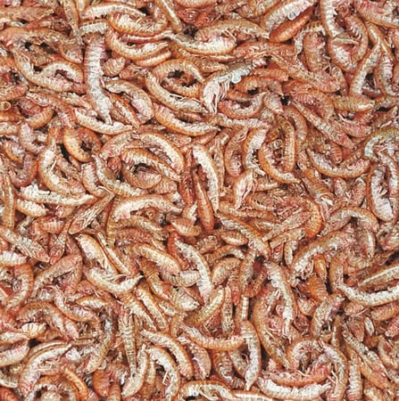 الروبيان المجفف للسلاحف من تروبيكال - Tropical Gammarus – 12g