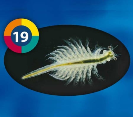 براين شرمب المجمد مع الثوم - Artemia Brine Shrimps with Garlic - Frozen Fish Food (95g)