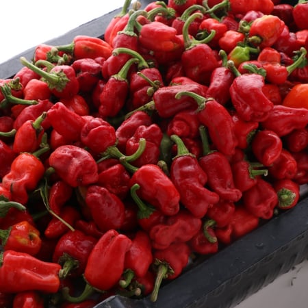 فلفل أحمر شقراء (6.5 كجم)